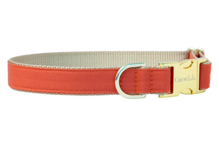 Burnt orange dog collar with polished buckle, a warm autumn accessory perfect for fall walks and Halloween flair.