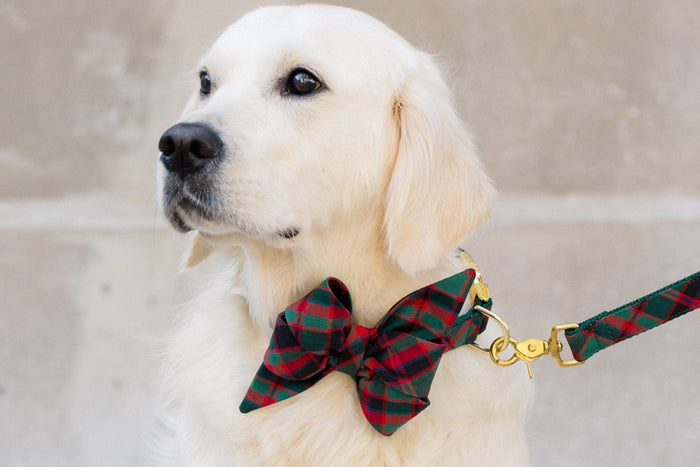 Dressed to impress! A light retriever wears a stylish classic tartan bow tie collar with polished hardware and a matching leash. The oversized bow and classic plaid pattern give off cozy holiday vibes, making this pup picture-perfect for the season.