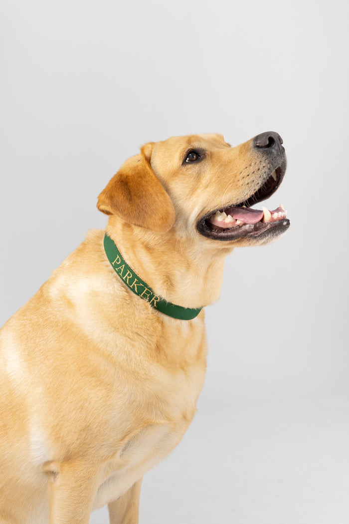 Smiling Labrador wearing a green handmade dog collar with the name “Parker" embroidered on it, crafted in Charleston, South Carolina.