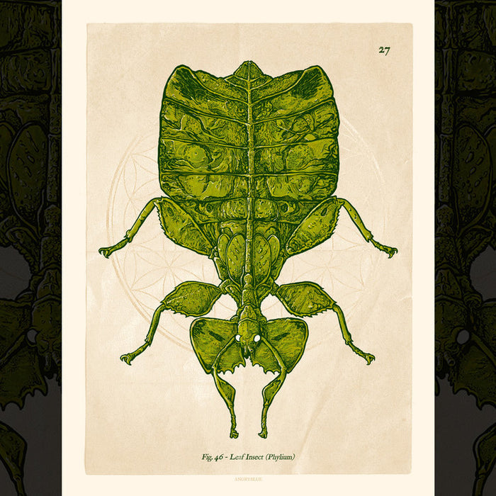 AngryBlue - Phyllium 8x10