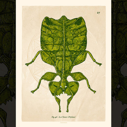 AngryBlue - Phyllium 8x10