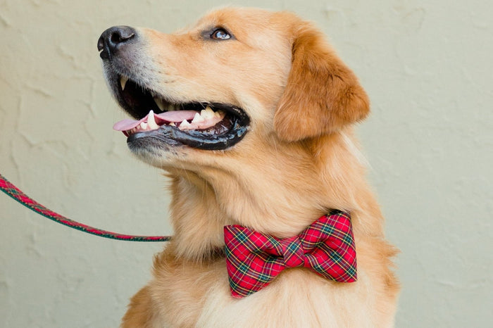 Beaufain Plaid Bow Tie Dog Collar - Crew LaLa