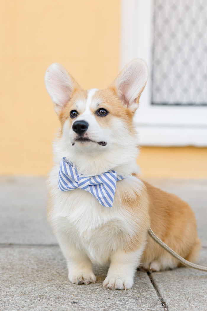 Blue and white striped dog bow tie collar set with a crisp, preppy feel, modeled on a corgi against a pale wall—an ideal accessory for brunch dates, beach trips, or summer events.