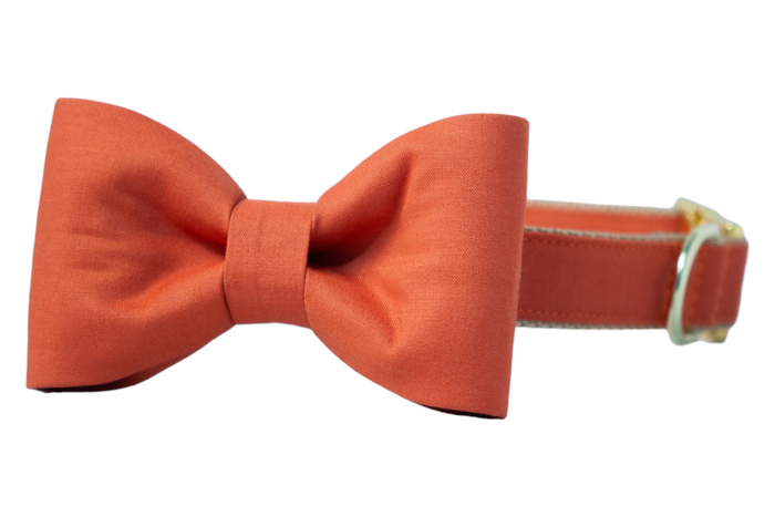Burnt orange dog collar with matching bow tie, a stylish accessory perfect for fall outings, Thanksgiving, or Halloween celebrations.