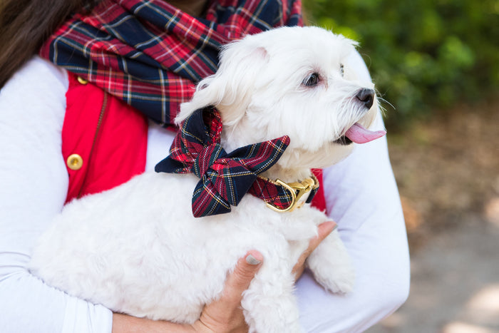 A small dog with a fluffy coat is held in a woman’s arms, wearing a red and navy plaid belle bow with a polished buckle collar. The woman wears a coordinating plaid scarf and a red vest/