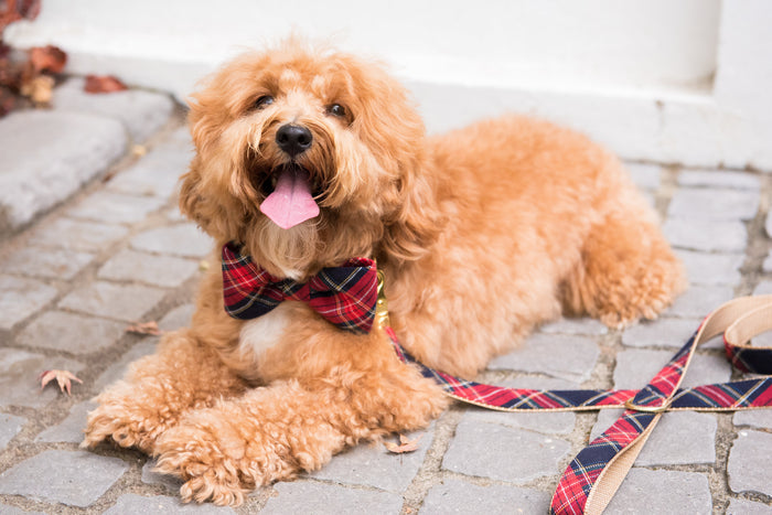 A curly-haired dog lounges on cobblestones, dressed in a festive red tartan bow tie collar set with a coordinating leash. The dog’s cheerful expression and soft fur create a cozy, holiday-ready scene.