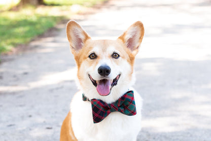A happy Corgi with large upright ears and smooth coat sits on a sunlit path, wearing a festive plaid bow tie in traditional holiday colors.