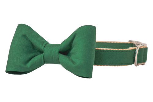 Playful kelly green dog collar with an attached and matching bow tie and luxe metal hardware, blending everyday durability with formal flair for style-conscious canines.