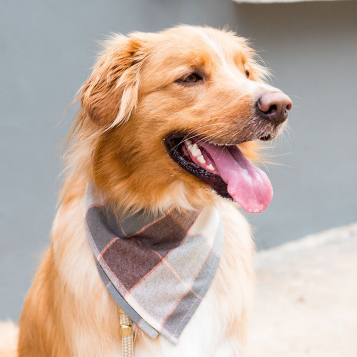 Magnolia Flannel Dog Bandana - Crew LaLa