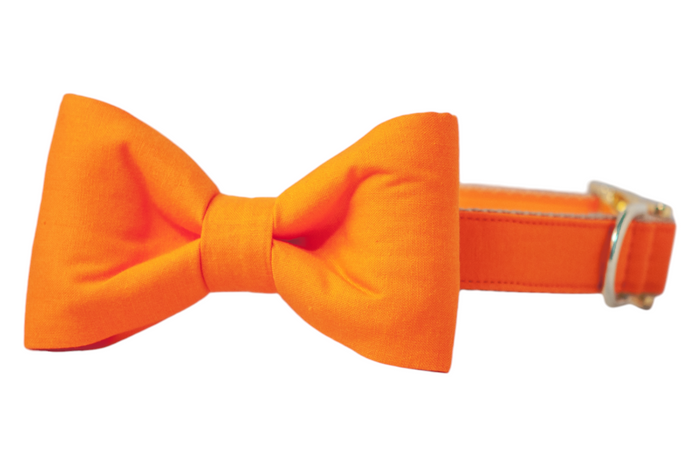 Bright solid orange dog collar with a matching classic bow tie attached and polished hardware. A bold yet simple accessory perfect for Halloween, fall events, or adding a cheerful pop of color year-round.