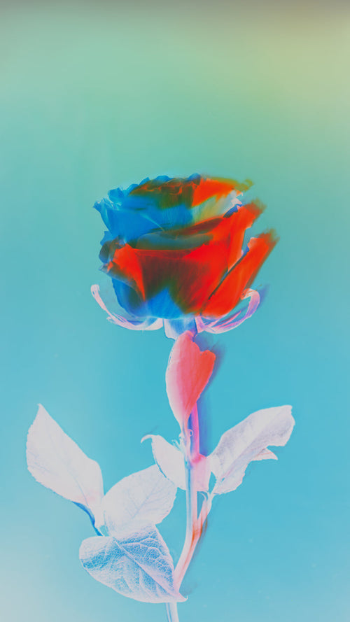 Ryan Grant Photo - Thorn Mini Prints