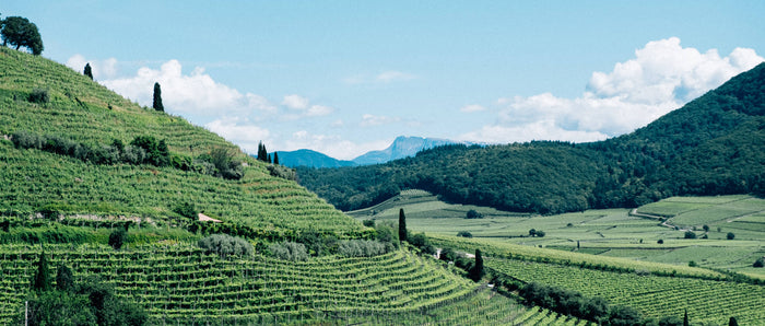 Vineyard hillside rows with green vines and distant mountains under a blue sky