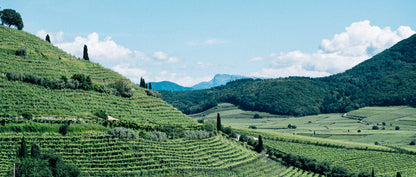 Vineyard hillside rows with green vines and distant mountains under a blue sky
