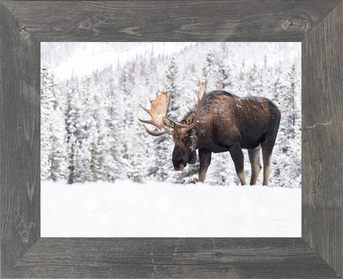 Winter Moose by Summer Snow SA411